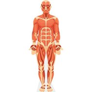 ANATOMY MUSCLE MUSCULAR SKELETON outlets SKELETAL SYSTEM CARBOARD CUTOUT